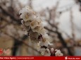بهار زودرس در کابل  