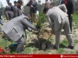 غرس و نهال شانی با حضور مقامات محیط زیست در تپه مرنجان کابل  