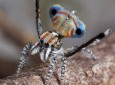 تصاویر/ کشف گونه‌های جدید عنکبوت طاووسی در استرالیا  