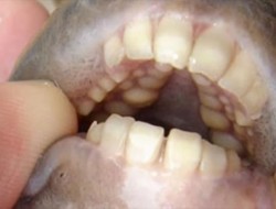 ماهی عجیب با دندان های انسان!