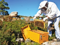 افزایش صددرصدی تولید عسل در فراه