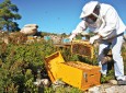 افزایش صددرصدی تولید عسل در فراه