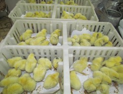 رشد چشمگیر صنعت مرغداری در افغانستان