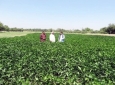 کشت بی‌سابقه سویا در افغانستان / امسال ۶ هزار تن سویا تولید خواهد شد