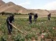 16 جریب زمین کشت مواد مخدر در هرات تخریب شد