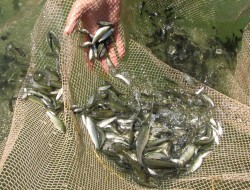 فرانسه در بخش پرورش ماهی سرمایه‌گذاری می‌کند