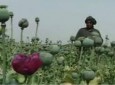 نیمروز گذرگاه اصلی قاچاق مواد مخدر افغانستان به جهان
