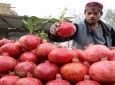 افزایش صادرات انار به کشورهای هند و پاکستان