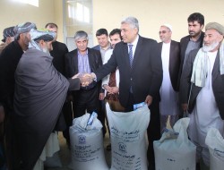 توزیع بذر اصلاح شده گندم در هرات آغاز شد