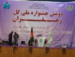 وزارت زراعت لابرتوار ملی زعفران را در هرات می‌سازد