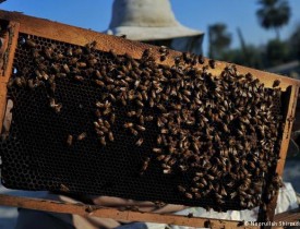 توزیع وسایل پرورش زنبور عسل برای ۲۰۰ دهقان هلمندی