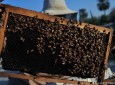 توزیع وسایل پرورش زنبور عسل برای ۲۰۰ دهقان هلمندی