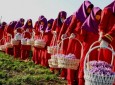 برداشت حاصلات زعفران برای زنان فرصت کاری ایجاد می‌کند