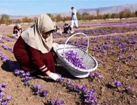 رونق صنعت زعفران  و کمک به بهبود اقتصاد افغانستان