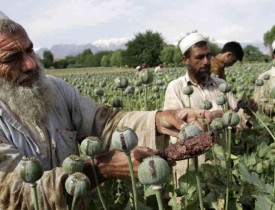 کاهش ۳۲ درصدی  کشت کوکنار  و افزایش صددرصدی قیمت تریاک در هرات
