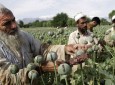 کاهش ۳۲ درصدی  کشت کوکنار  و افزایش صددرصدی قیمت تریاک در هرات
