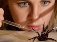 تقاضای عجیب باغ وحش استرالیا برای گرفتن عنکبوت