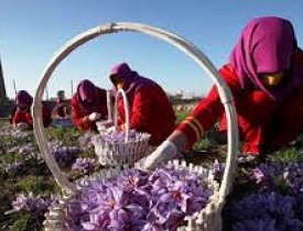 راه اندازی نخستین آزمایشگاه کیفیت زعفران در هرات