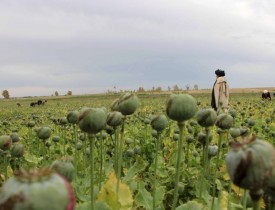 کشت کوکنار در افغانستان ، ۴۳ درصد افزایش یافته است