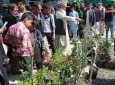 جشن عنعنوی دهقان در بادام باغ کابل برگزار شد