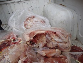 از فروش 13500 مرغ فاسد در هرات جلوگیری شد