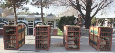 پاکستان ته قاچاق کیدونکي زمریان د کابل ژوبڼ ته وسپارل شول