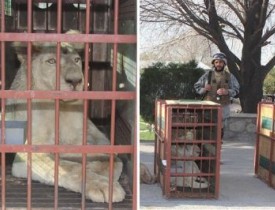Four lions land in Kabul Zoo after being stopped en route to Pakistan