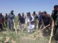 آغاز کمپاین تخریب مزارع کوکنار در بادغیس