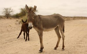 Authorities seize 500 donkey skins in Kunduz