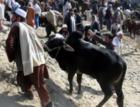 کاهش شمار مواشی و افزایش قیمت گوشت در هرات