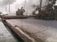طوفان در هرات چندین درخت را از ریشه در آورد و سرک ها را مسدود کرد