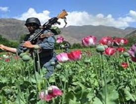 سهم همسایگان از مبارزه با مواد مخدر در افغانستان
