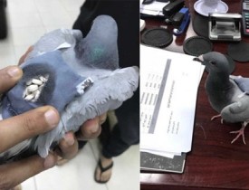 بازداشت کبوتر قاچاقچی در مرز کویت!
