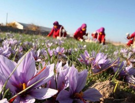 آغاز طرح پنج ساله وزارت زراعت برای افزایش تولیدات زعفران