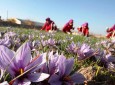 آغاز طرح پنج ساله وزارت زراعت برای افزایش تولیدات زعفران