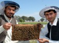 رشد زنبورداری در فراه/به زودی فراه به ولایات کشور عسل صادر می کند