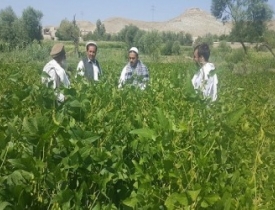 افزایش کشت بی سابقه سویا به هدف مبارزه با سوء تغذی در افغانستان