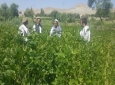 افزایش کشت بی سابقه سویا به هدف مبارزه با سوء تغذی در افغانستان