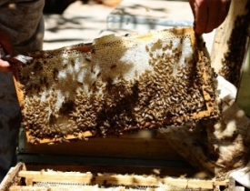 تولید عسل خالص امسال در هرات به 80 تن می رسد