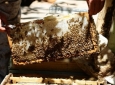 تولید عسل خالص امسال در هرات به 80 تن می رسد