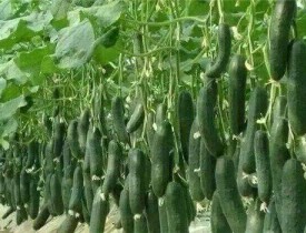 شکایت گلخانه‌داران هرات از نبود مارکت و عدم حمایت اداره زراعت / فعالیت 350 گلخانه تجارتی  در  هرات