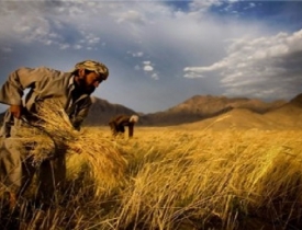 سودجویی پاکستان از گندم فراه / ارزان می خرد قیمت می فروشد