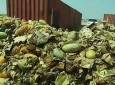 18 Tons Of Kunduz Melons Rot In Tajikistan