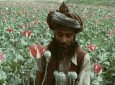 طالبان فابریکه های بزرگ پروسس مواد مخدر ایجاد کرده است