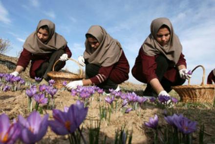 MAIL To Help Saffron Farmers With 500 Tons Of Bulbs