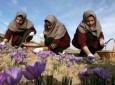 MAIL To Help Saffron Farmers With 500 Tons Of Bulbs