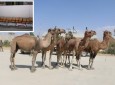 Camels laden with 1260 kgs of Hashish seized by Afghan forces in Logar