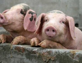 Pakistan exports pork meat worth millions to Afghanistan
