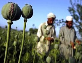 مبارزه جدی با کشت مواد مخدر در هرات صورت نگرفته است