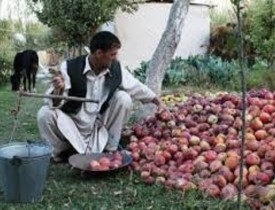افزایش محصولات انگور و کاهش حاصلات سیب در غزنی